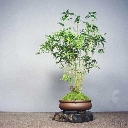 白鹿异植园 庭院微型竹 姬米竹Bambusa multiplex超大盆