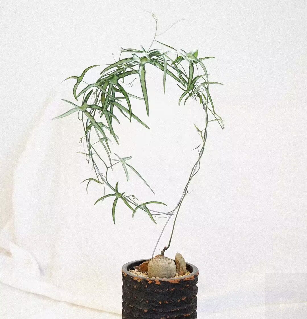 室内稀有奇趣块根植物 彩叶西番莲Adenia kirkii实生苗