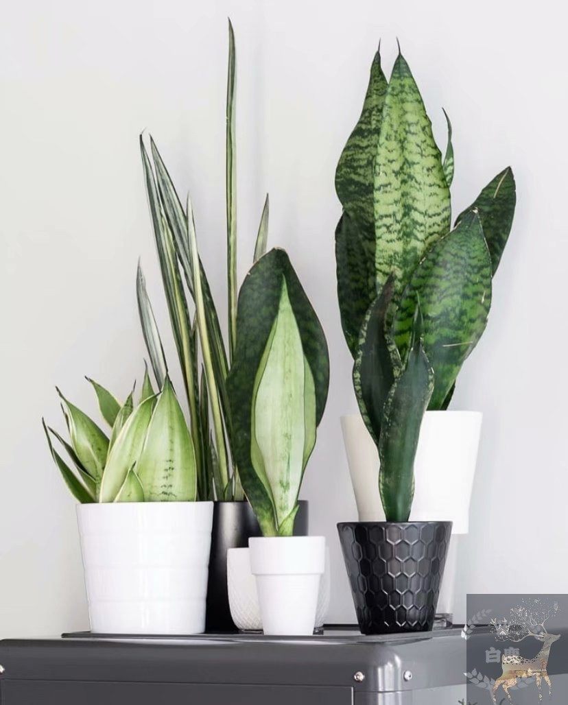 室内净化空气网红品种虎皮兰sansevieria多选品种 白鹿异植园