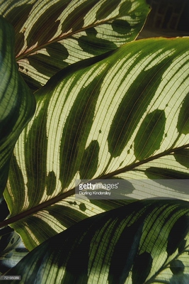 孔雀竹芋Calathea makoyana 中号盆栽