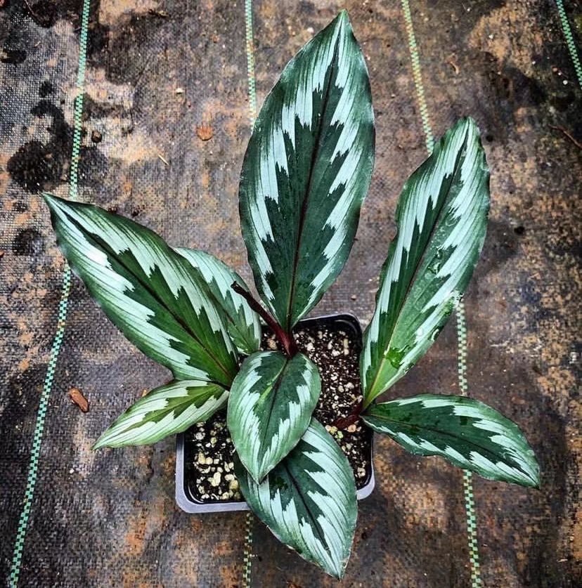 姜花阳台观叶观花宿根植物新品种