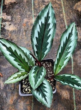宿根球茎植物 泰国羽花姜 孔雀姜 海南三七Kaempferia rotunda盆