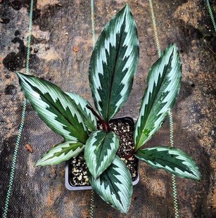 宿根球茎植物 泰国羽花姜 孔雀姜 海南三七Kaempferia rotunda盆