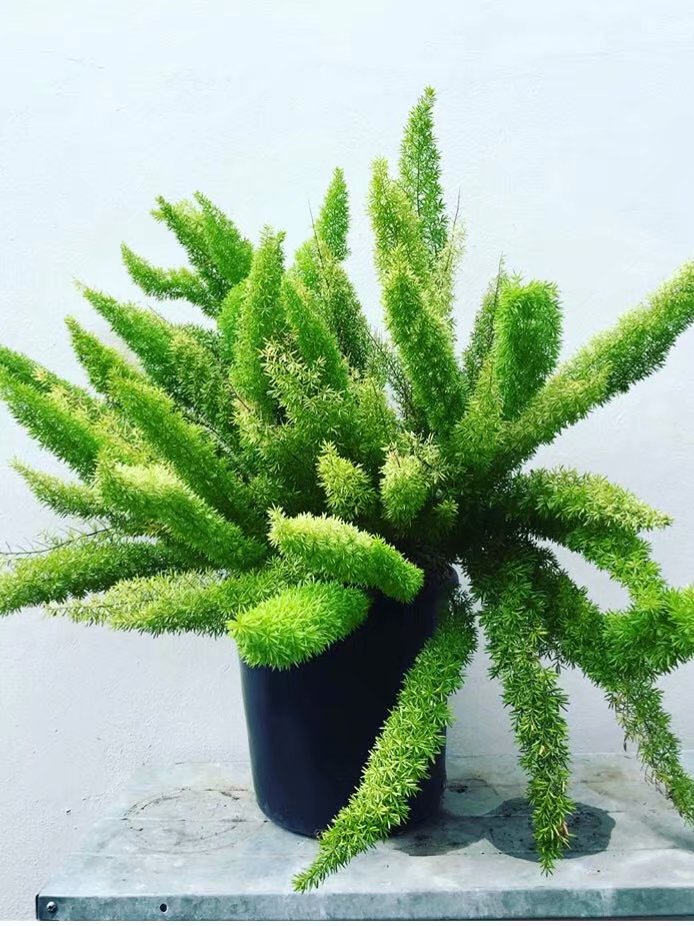 狐尾天门冬天冬asparagus大盆