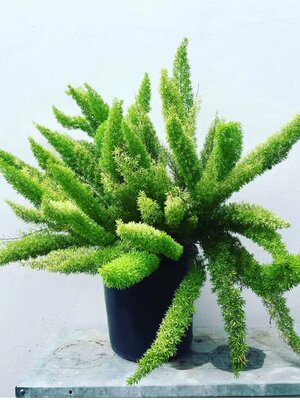 狐尾天门冬天冬asparagus大盆