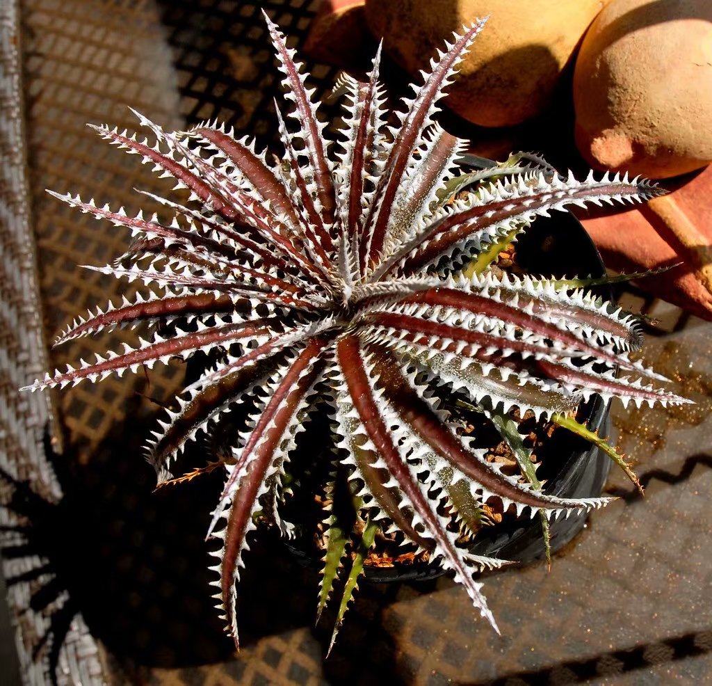 沙漠棘刺凤梨 pitcairnioideae混种实生大苗