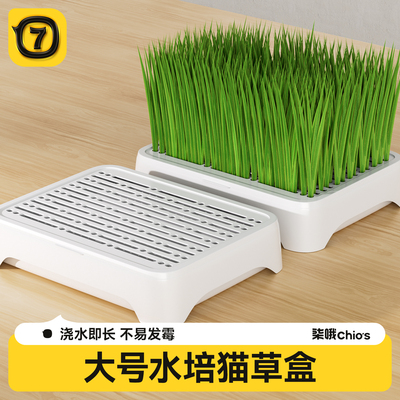 柒哦猫草盆栽水培盒懒人猫草盆自种猫化毛草种子毛球克星猫咪专用