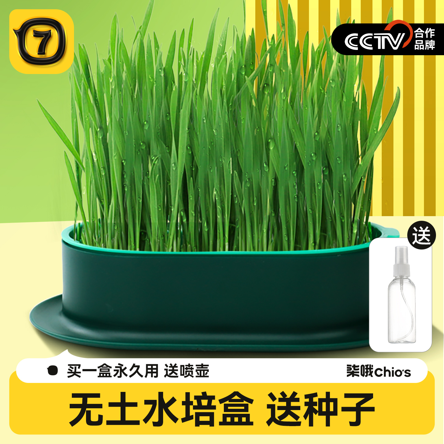 种出健康美味猫草 助排毛球 调理肠胃