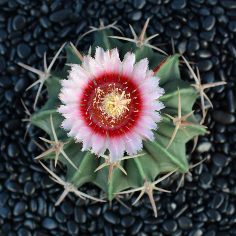 尚野园艺 多肉植物 宽刺凌波 一物一拍金虎属 强刺球仙人球仙人掌