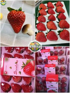 沈阳发货正宗丹东99草莓九九秸秆无公害香甜12·15粒3盒辽宁包邮