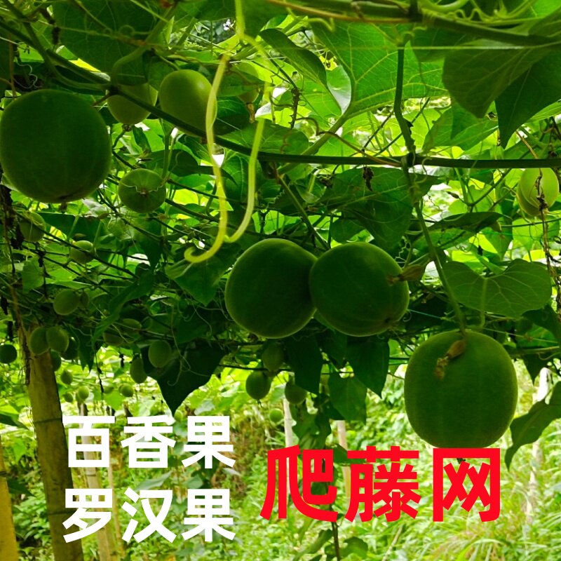 爬藤网百香果罗汉果搭棚网搭架子专用攀爬种植瓜果30孔25孔尼龙泥