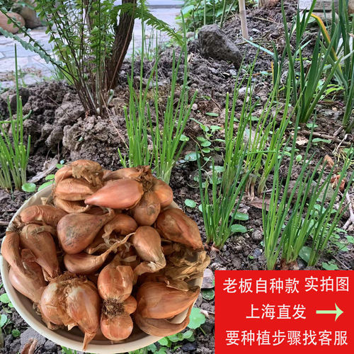 2026年上海雄仔红葱头种子250G 种植家庭装 香红葱头散装拌面煎饼