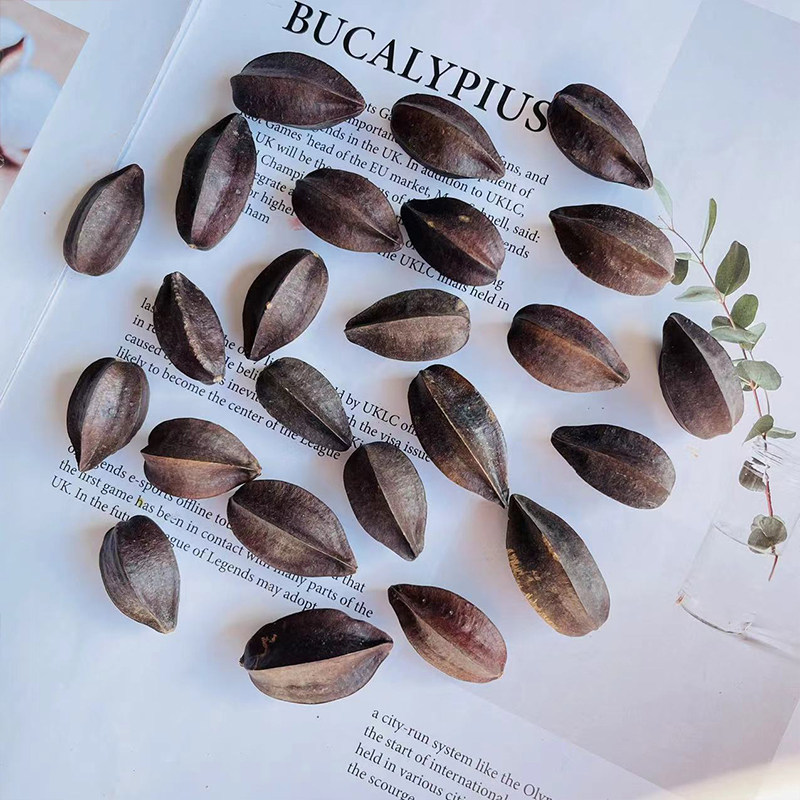 使君子五角桃天然植物干花diy留求子史君子手工香薰材料装饰品,家居饰品,干花/花瓣/干花包/干树枝,淘宝优惠券,粉丝福利购,淘宝优惠卷