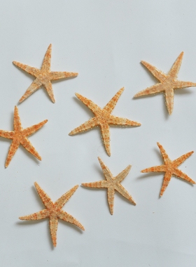 天然海星五角星贝壳家居摆件
