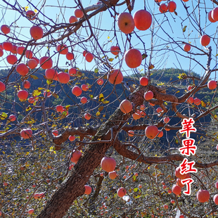 山东沂源红高山脆甜红富士苹果非烟台云南丑苹果80-85#整箱包邮