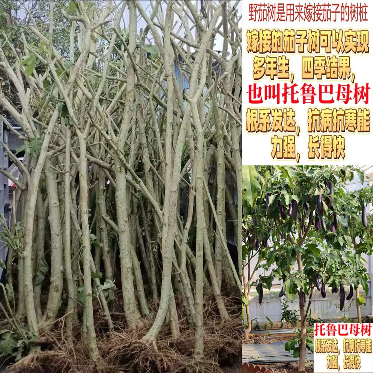 成活率高野茄子枕木树苗托鲁巴姆大型绿植/成品组合盆