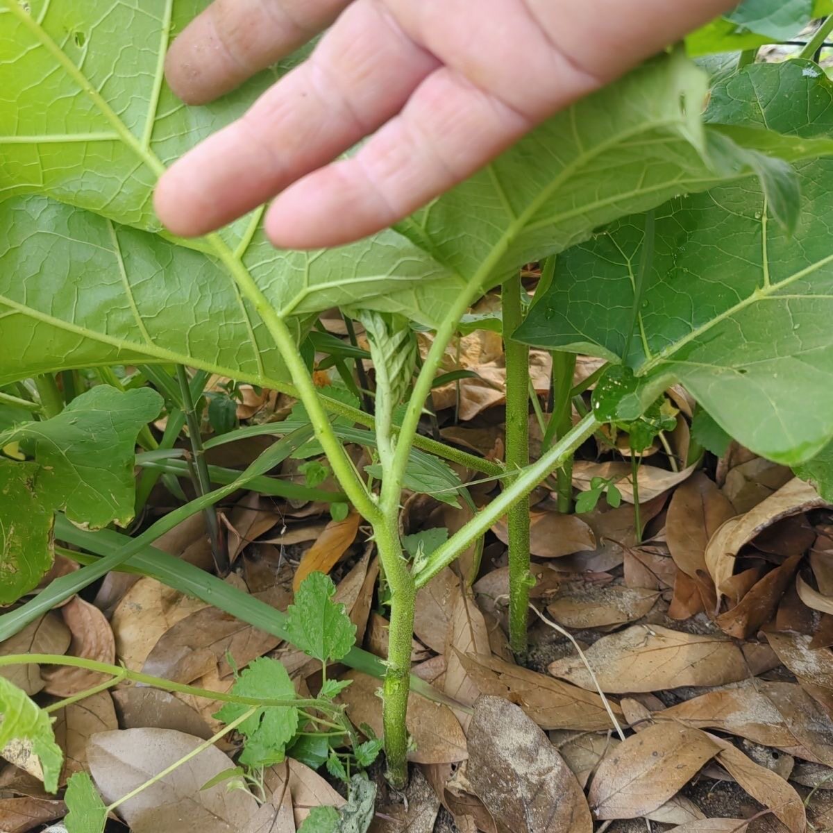小苗野茄子枕木树苗托鲁巴姆嫁接大型绿植/成品组合盆