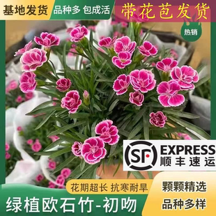 初吻欧石竹花苗批发盆栽带花苞庭院耐寒草坪多年生花期长开花盆栽