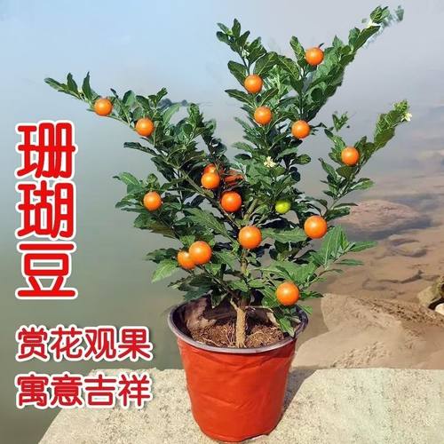 珊瑚豆盆栽吉庆果苗多年生珍珠椒开心桃珊瑚豆观果盆栽长寿花
