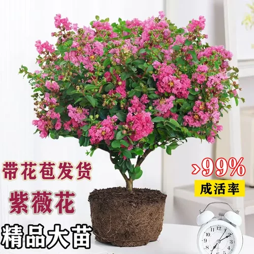 紫薇花盆栽带花苞室内花卉绿植阳台庭院好养盆景耐高温百日红植物