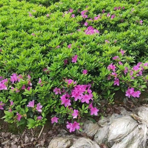 毛杜鹃夏娟毛鹃花苗茶梅苗毛娟映山红小苗花庭院花坛开花植物树苗