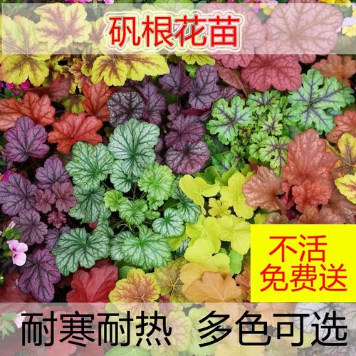 矾根花苗室外植物盆栽大苗