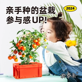 儿童种植绿植小盆栽观察 幼儿园玩具diy花卉室内薄荷驱蚊草捕蝇草