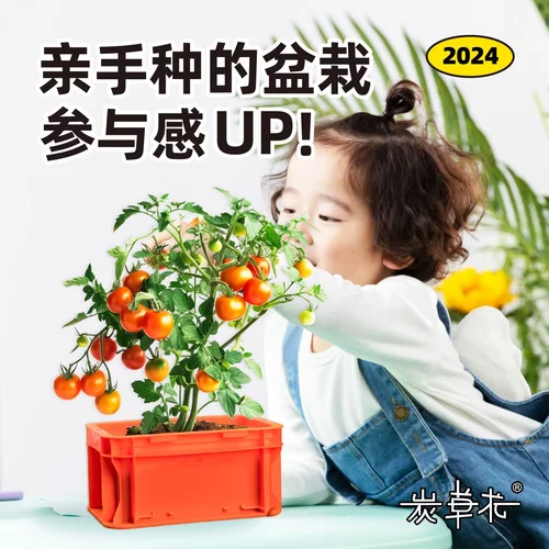 儿童种植绿植小盆栽观察 幼儿园玩具diy花卉室内薄荷驱蚊草捕蝇草