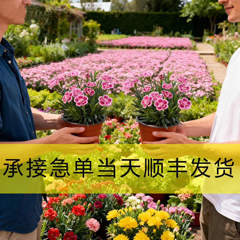 满60盆免费加急发顺丰图片