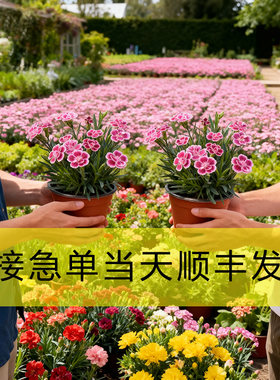 满60盆免费加急发顺丰