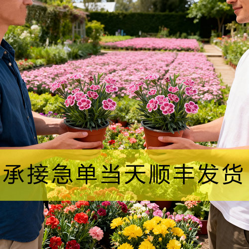 满60盆免费加急发顺丰