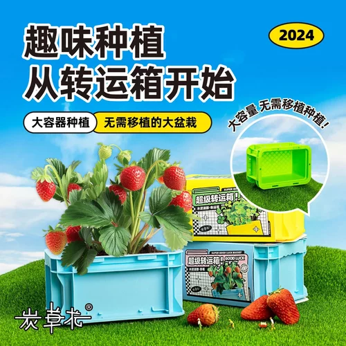 小花农幼儿园学生观察植物牵牛花