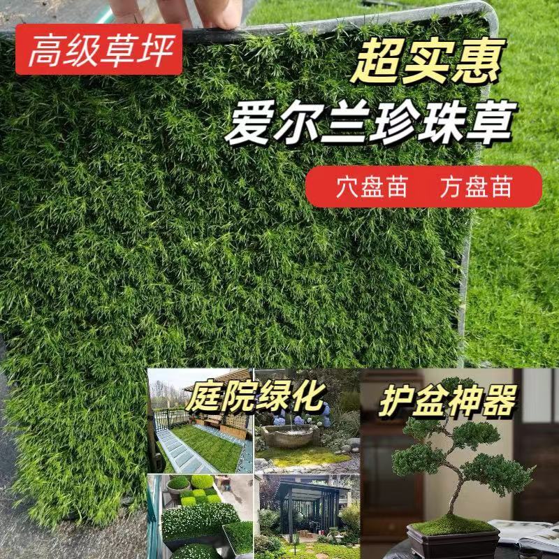 爱尔兰珍珠草庭院景观绿化秋四季常绿草坪开花耐寒耐旱多年生宿根
