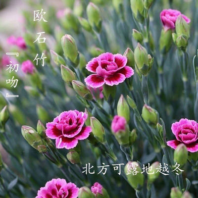 带盆带土带花苞四季开花草坪花园