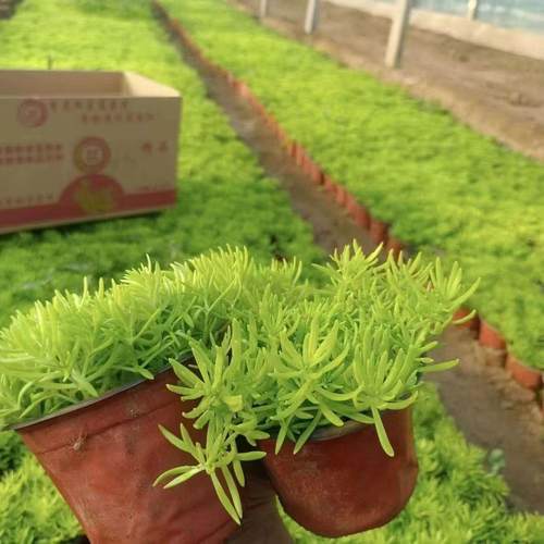 佛甲草盆栽苗花镜中华景天