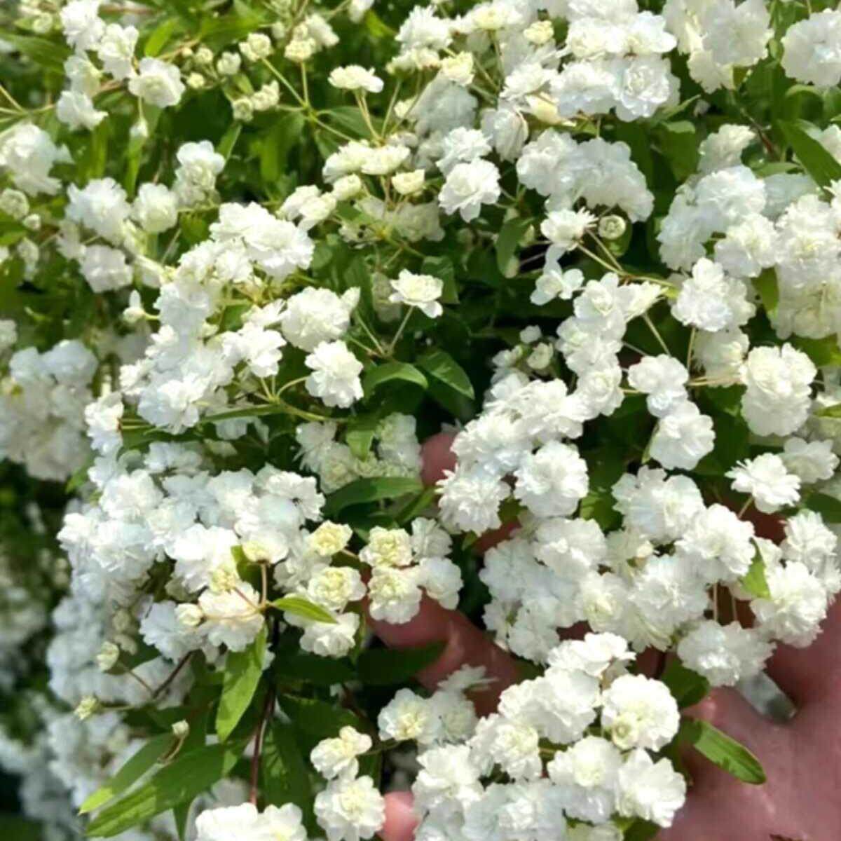 重瓣雪柳盆栽喷雪花苗水培笑颜花多季开花植物室内庭院地栽驱蚊虫