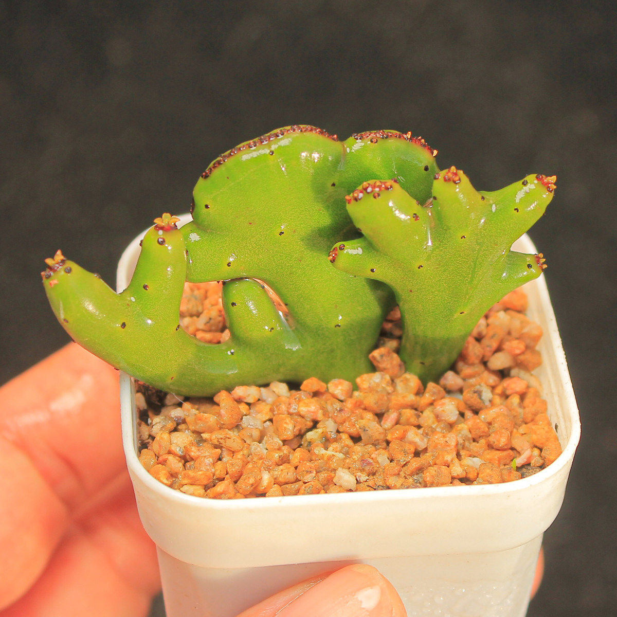 【彭珊瑚缀化】多肉植物新奇特一物一拍带盆土发货懒人满25包邮