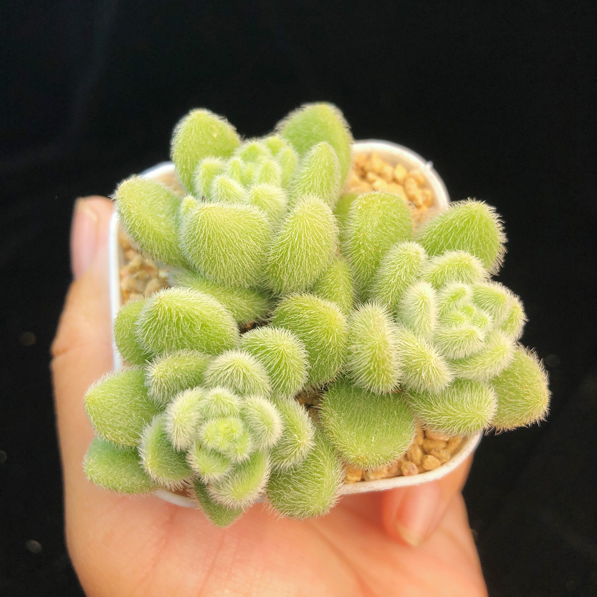 多肉植物信东尼多头群生带毛毛绒绒肉肉一物一拍花卉盆栽阳台窗台