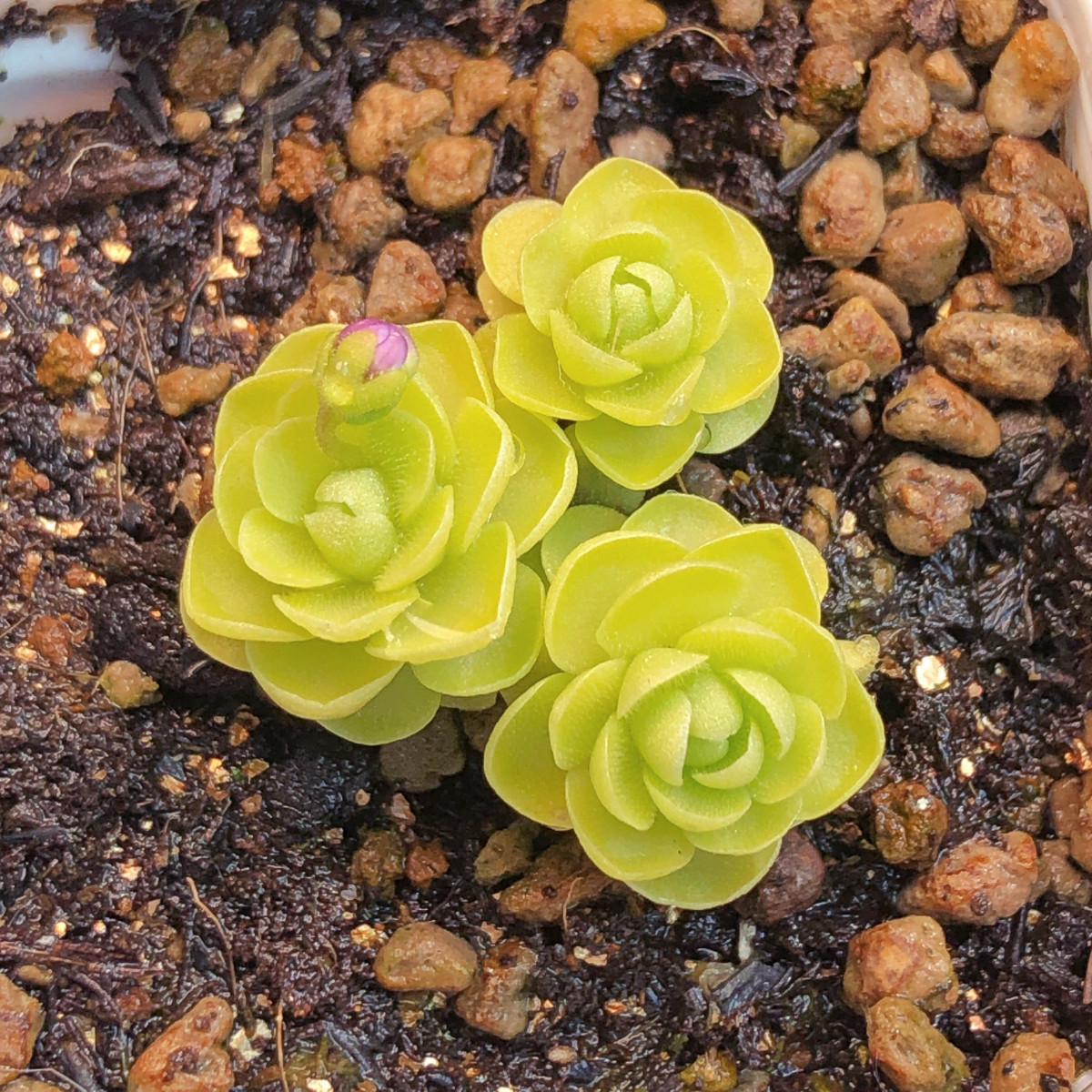 【爱丽丝捕虫堇】多肉植物一物一拍新奇特食虫植物可爱满25包邮