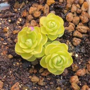 【爱丽丝捕虫堇】多肉植物一物一拍新奇特食虫植物可爱满25包邮
