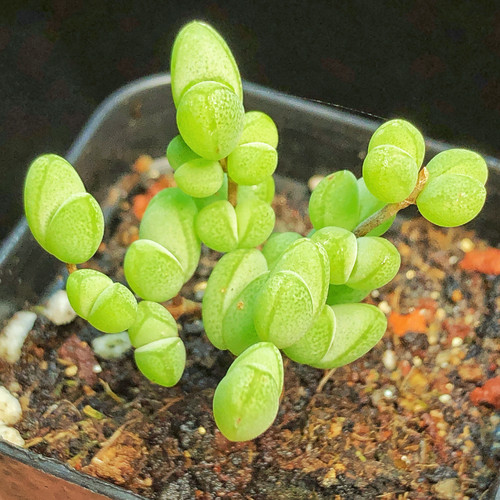 【元宝枝干番杏】多肉植物一物一拍阳台花卉绿植小盆栽满25元包邮