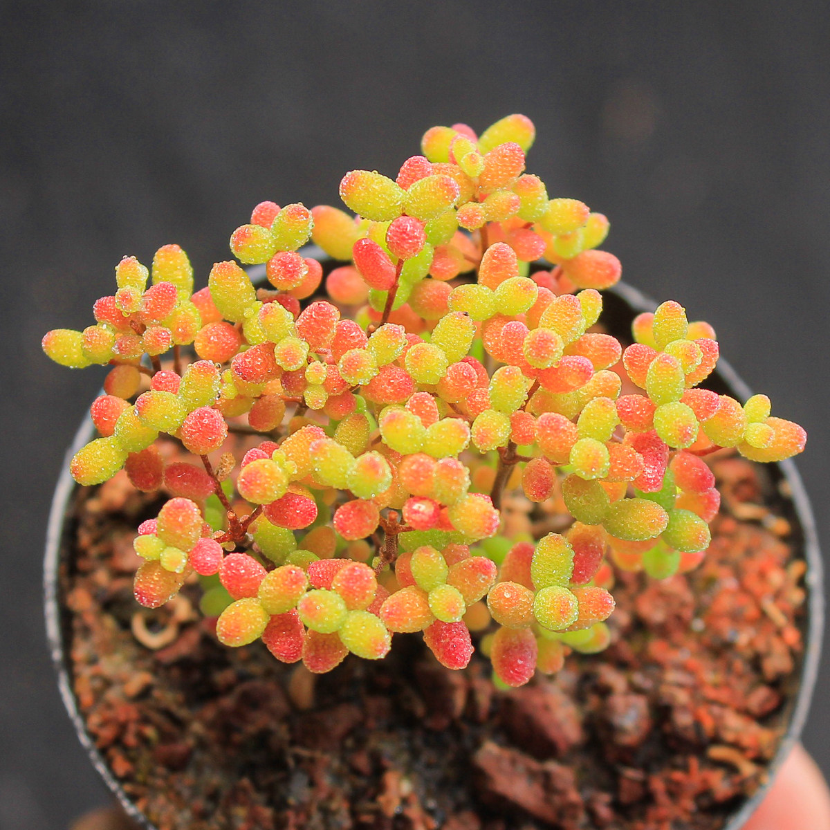 【蜜橘糖球枝干番杏】多肉植物一物一拍花卉盆栽可爱礼物满25包邮