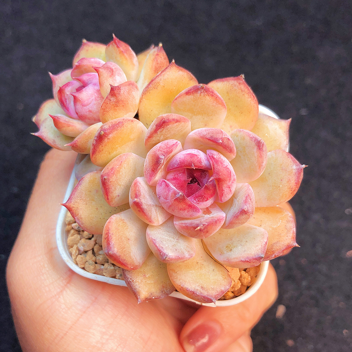 蓝莓多肉植物新品杂交一物一拍带盆土发货满25包邮花卉绿植盆栽