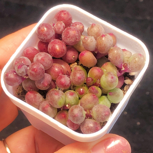 【紫葡萄】多肉植物一物一拍紫弦月懒人好养盆栽花卉可爱满25包邮