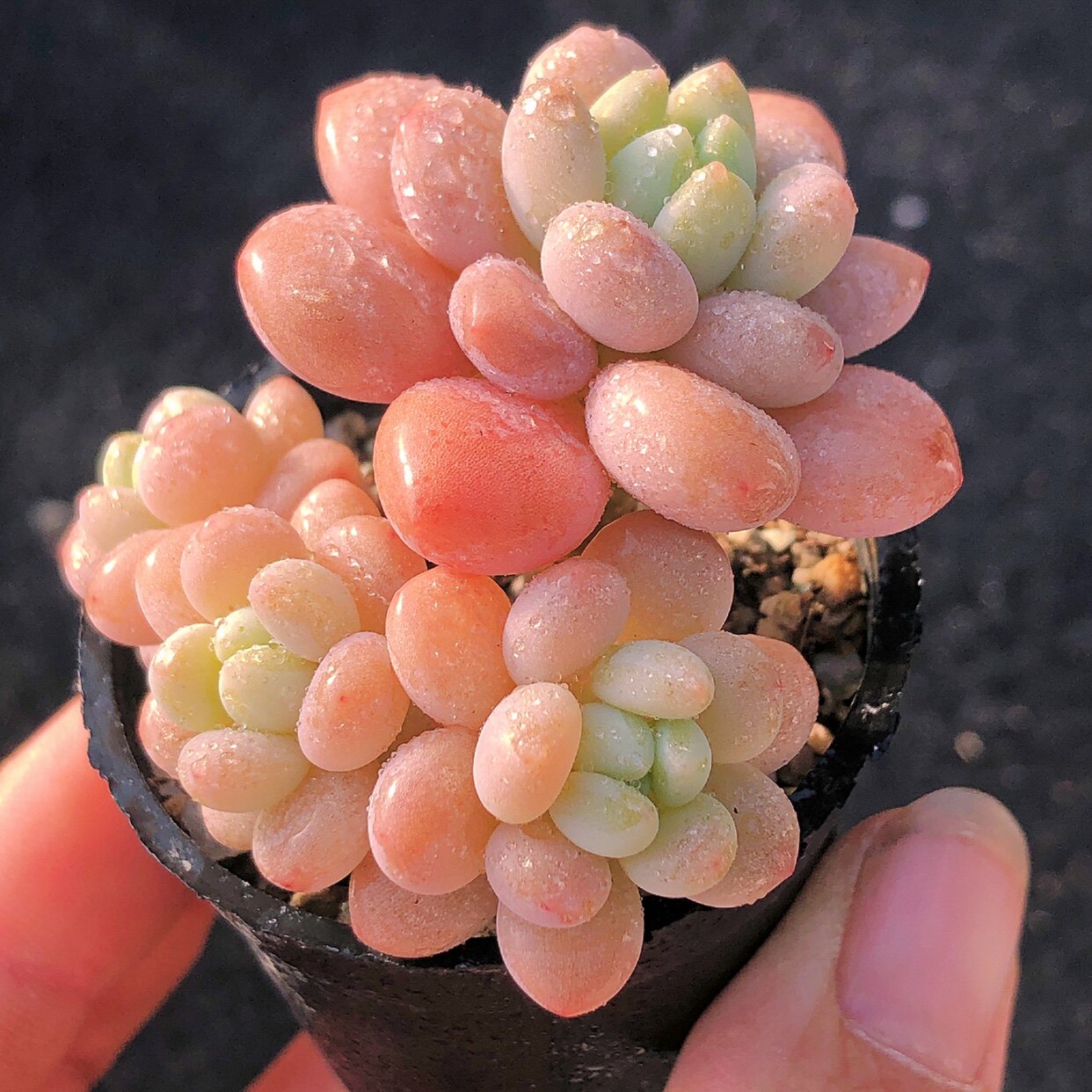 多肉植物鱼子酱多头群生贵货稀有黄粉果冻色可爱萌物阳台窗台