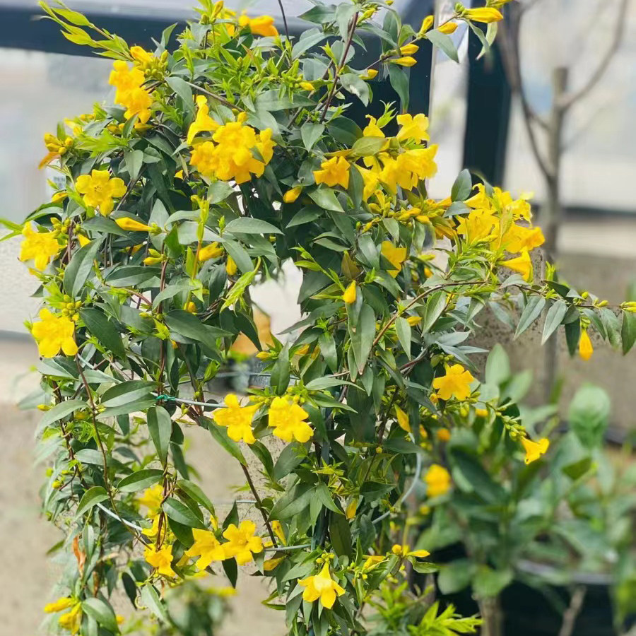 法国香水茉莉花苗盆栽爬藤植物耐寒阳台庭院多年生带花苞香味浓香