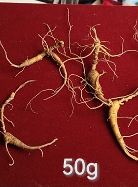 长白山林下参吃货自用实惠鲜参（年糕兔一碗）顺丰空运包邮