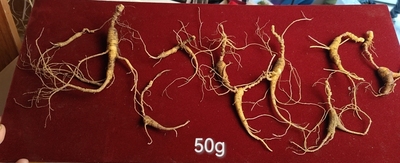 长白山林下参吃货自用实惠鲜参（年糕兔一碗）顺丰空运包邮