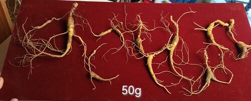 长白山林下参吃货自用实惠鲜参（年糕兔一碗）顺丰空运包邮