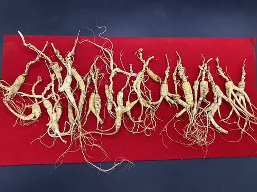 长白山林下籽参残断粉料参干参18-20年挖残了的都晒干放这里了